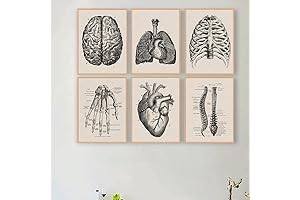 Ohhvvow Anatomy Art Human Body Artwork Medical Wall Picture for Office