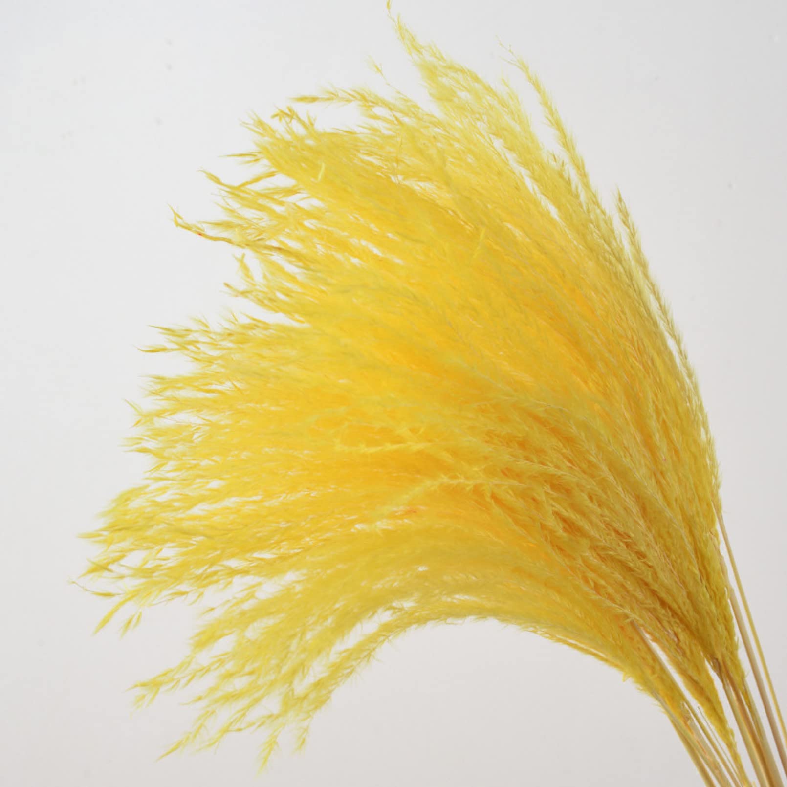 30 PCS Bulrush Fleurs Séchées Naturelles Vraies Fleurs d'herbe De Pampa pour La Décoration Phragmite De Mariage Grand Décor À La Maison