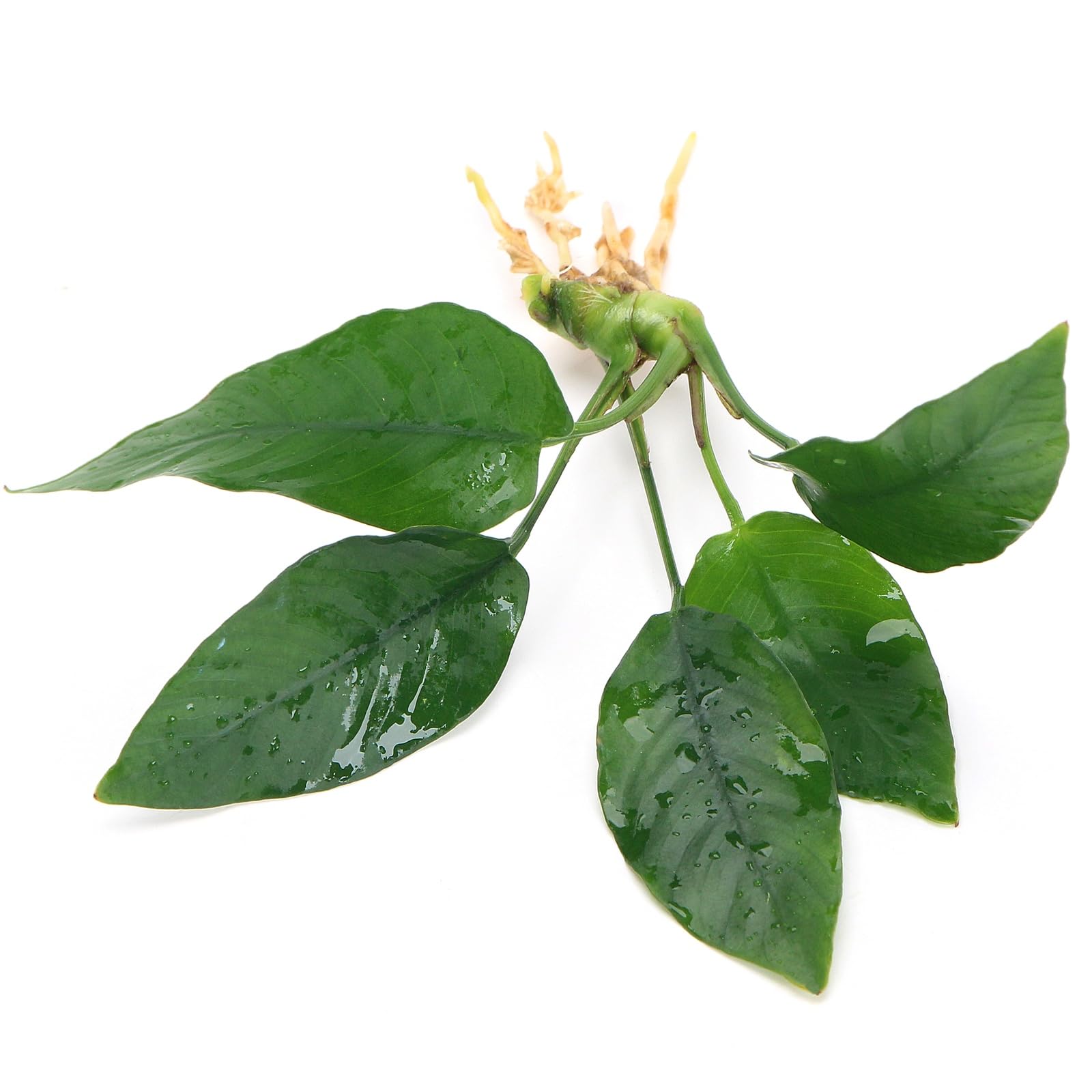 K2AQUA Anubias Barteri Striped Live Aquarium Plants Oxygenating Plant Aquarium Fish Tank Low Maintenance Foreground Midground Freshwater Tropical Beginner Friendly