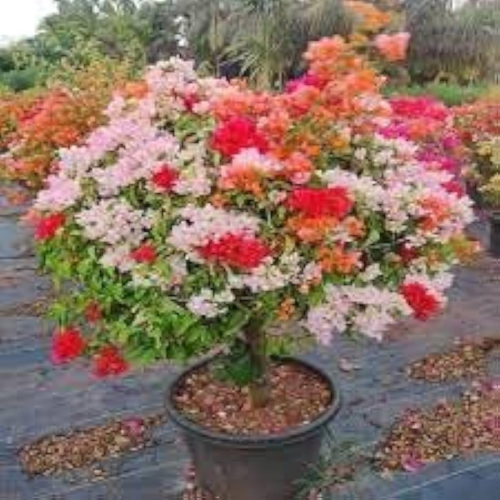 Bougainvillea bonsai live plant (Pack of 1) (B0CWZ2FBJP) Amazon Price History, Amazon Price Tracker