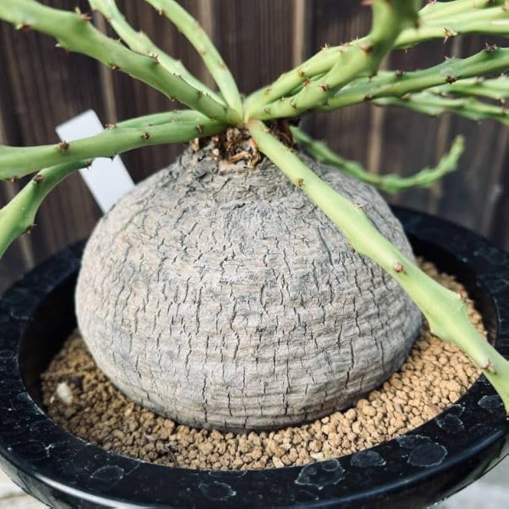 ユーフォルビア　デシドゥア　蓬莱島　レアな大きさ　発根済 Amazon｜遊恵盆栽 コーデックス：ユーフォルビア デシドゥア