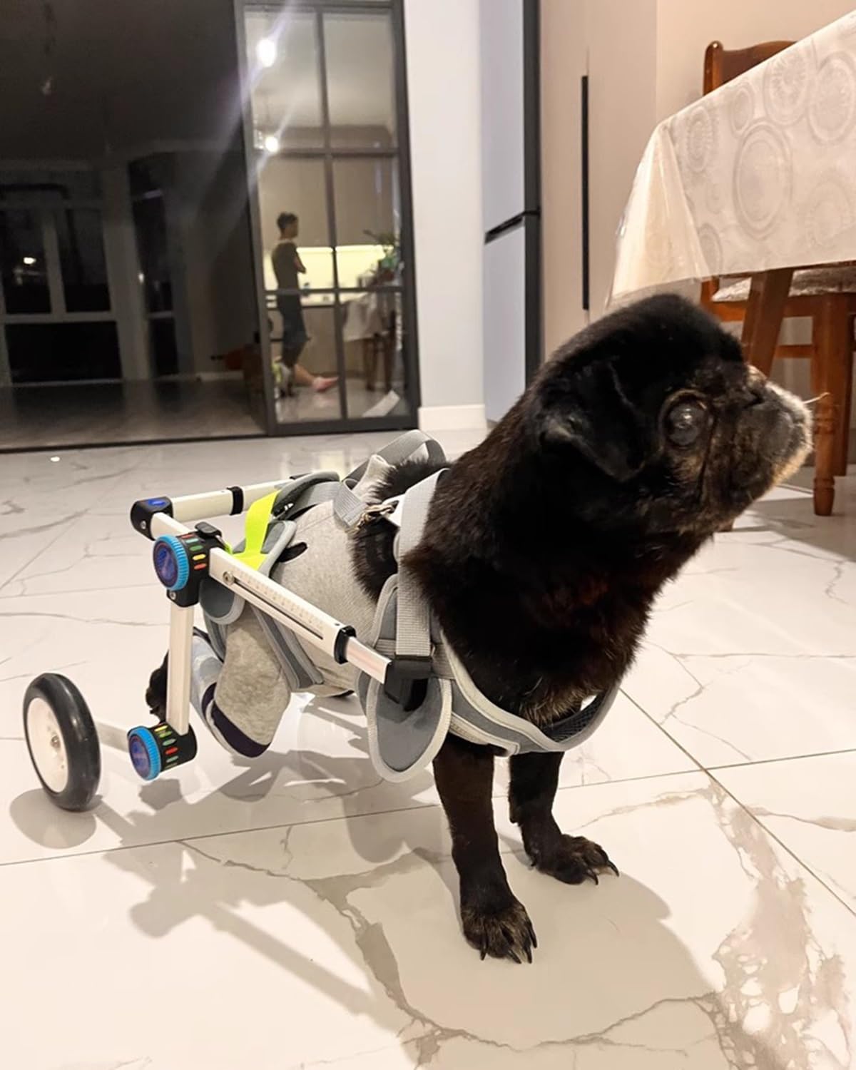 Silla de ruedas para perros con problemas traseros: carro de rehabilitación plegable y cómodo