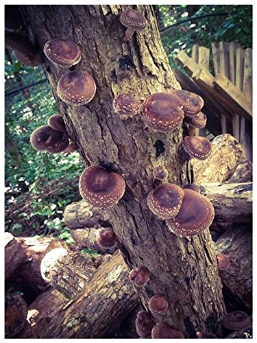 12" Shiitake Mushroom Log Grow Your Own Amazing Edible Mushrooms - Thumbnail 2