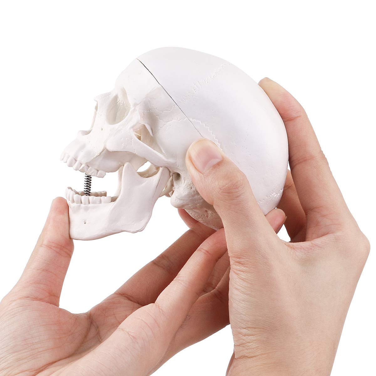 Miniatur-Schädelmodell, menschlicher medizinischer Schädelknochen, anatomisches Modell, kleine Größe, Schädelknochen eines Erwachsenen für den Bildungsbereich