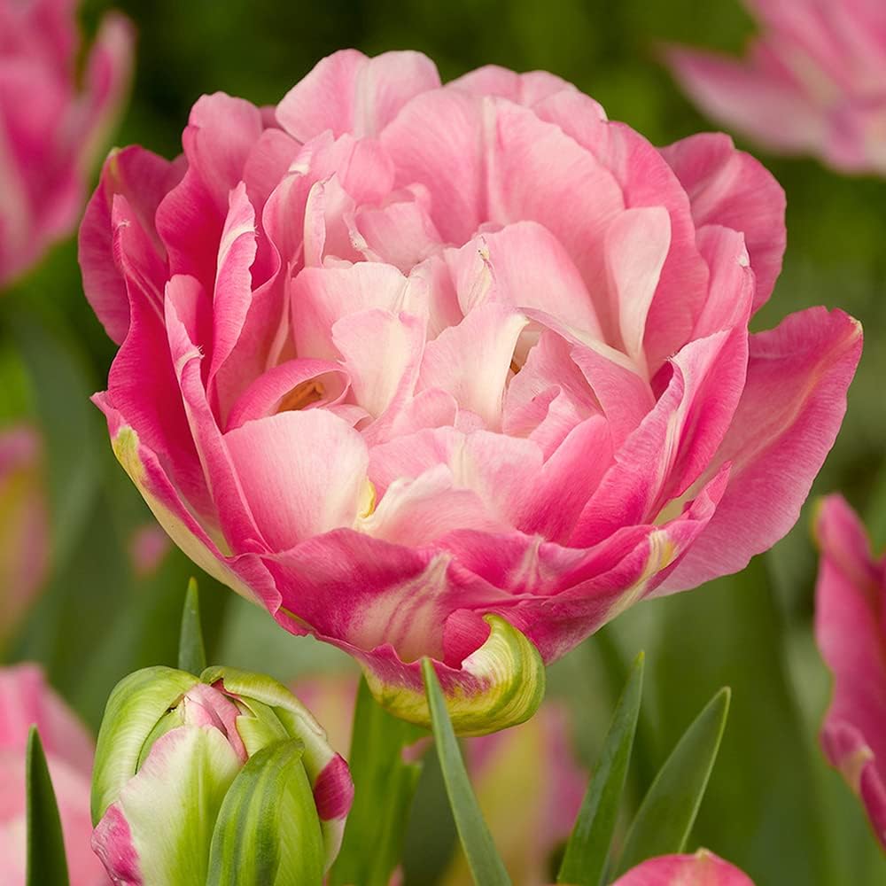 八重咲きチューリップ ダブルシュガー 3球学名 Tulipa L ユリ科チューリップ属 豪華な八重咲チューリップ品種 花の中心が白っぽくて 外側に向かうほどピンク色がコクなる大輪品種 ピンクのグラデーションがきれいです Faz Co Zm