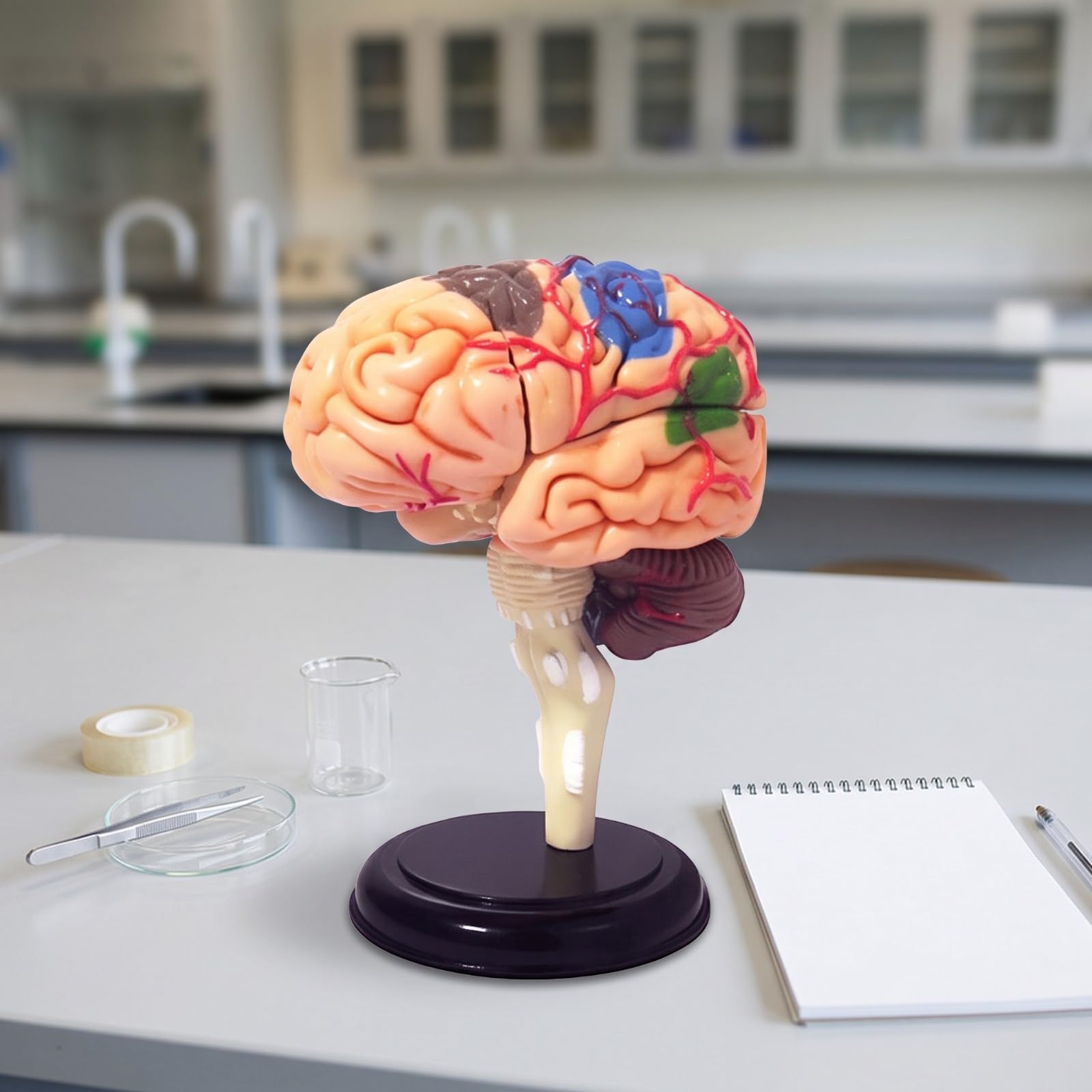 Kompakt Biologie-Lehrmodell