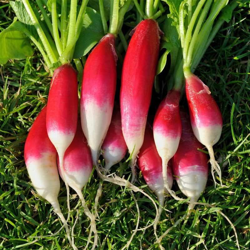 Miniatura 1 de Desayuno Rábano-Francés (150 Semillas)