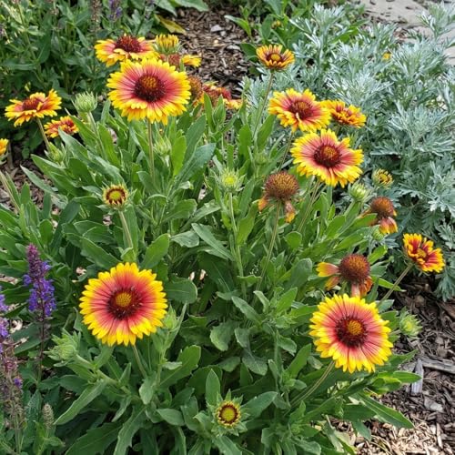Bloomique - 6er - Set - Gaillardia Arizona Sun - Kokardenblume...