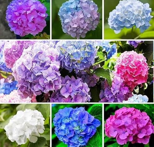 Hydrangea Mixed Colours 10 Seeds Hardy Perennial