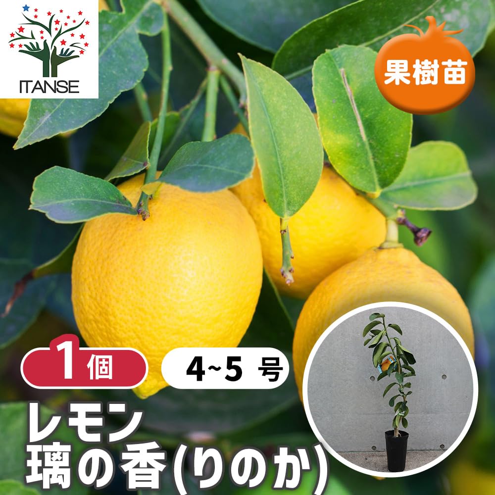 Amazon.co.jp: ITANSE レモンの苗木 璃の香(りのか) 4～5号 接木
