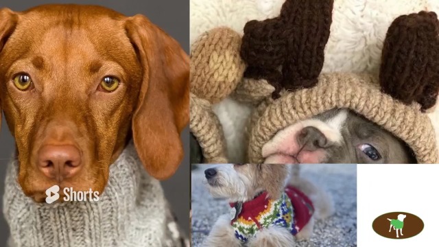 Amazon.com : Chilly Dog Reindeer Shawl Dog Sweater (Medium) : Pet Sweaters  : Pet Supplies