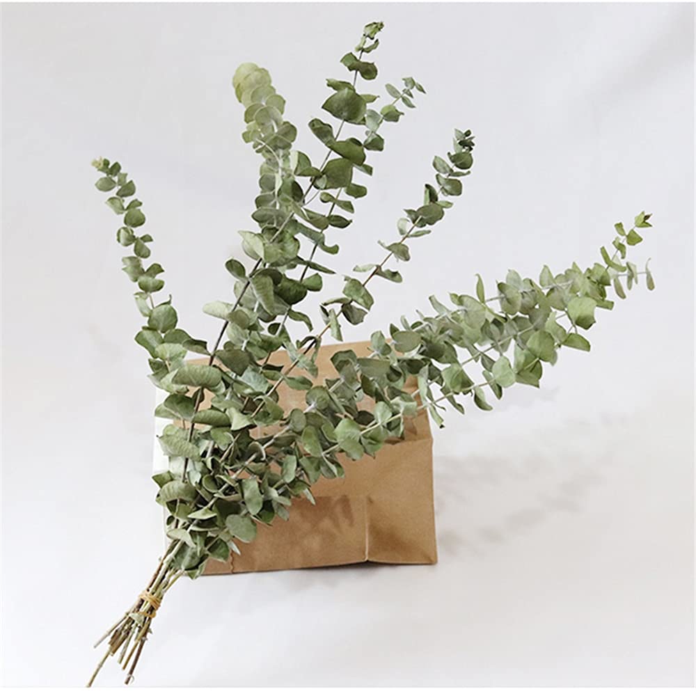 Branches d'eucalyptus séchées, 10 pièces, Feuilles d'eucalyptus Naturelles, Bricolage, Bouquet de Fleurs de mariée for Mariage