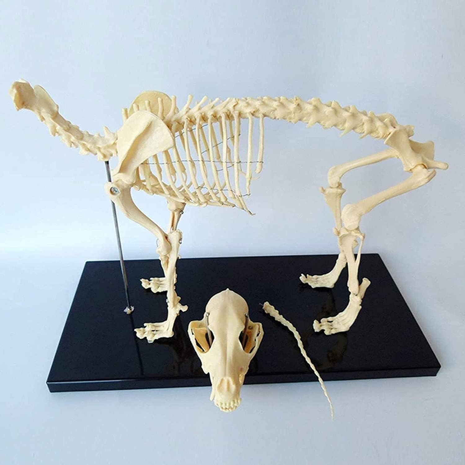Modelo de esqueleto perro, molde enseñanza anatomía animal hueso completo canino, esqueleto hueso perro cola cabeza desmontable, soporte soporte, escuela veterinaria, clínica mascotas, exposición