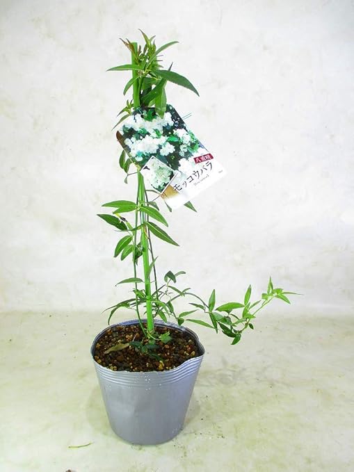 Amazon モッコウバラ 白花 苗木 3号ポット 全高 約40 鉢