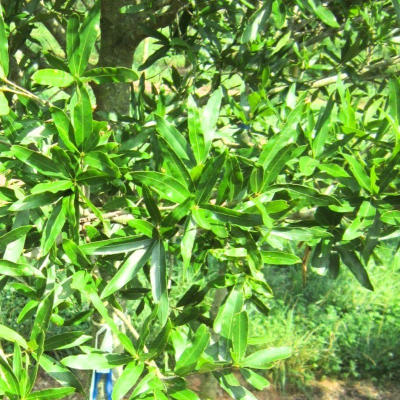 Miniatura 6 de Planta viva de roble, roble vivo para plantar, roble de 12 pulgadas de alto, maceta de 4 pulgadas para cultivar