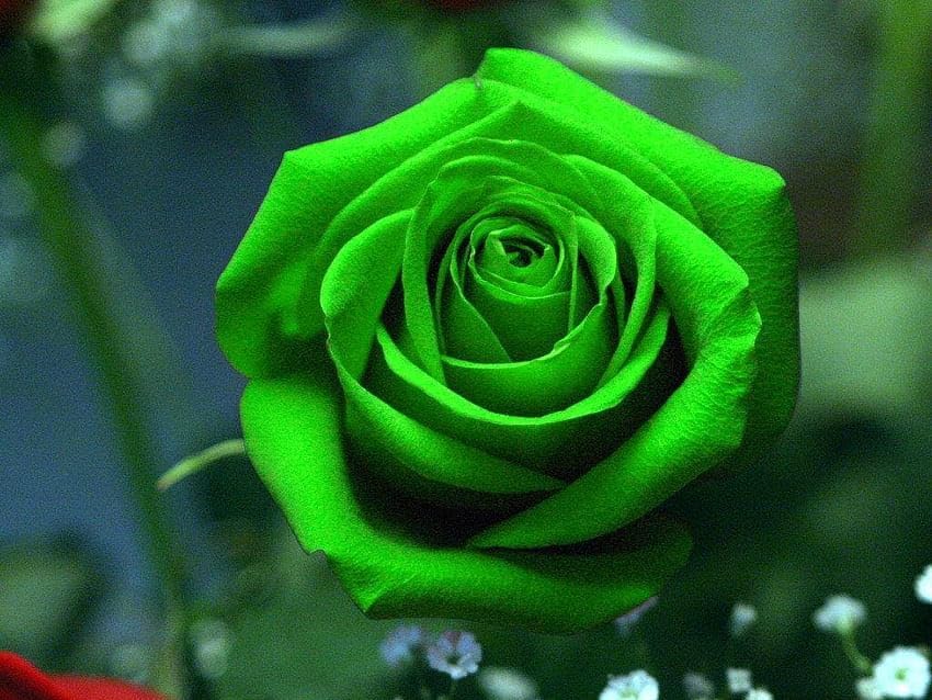 Florona Rare Exotic Dark Green European Rose Bush Live Plant Home Garden Beautiful Plant 2 Live Plant