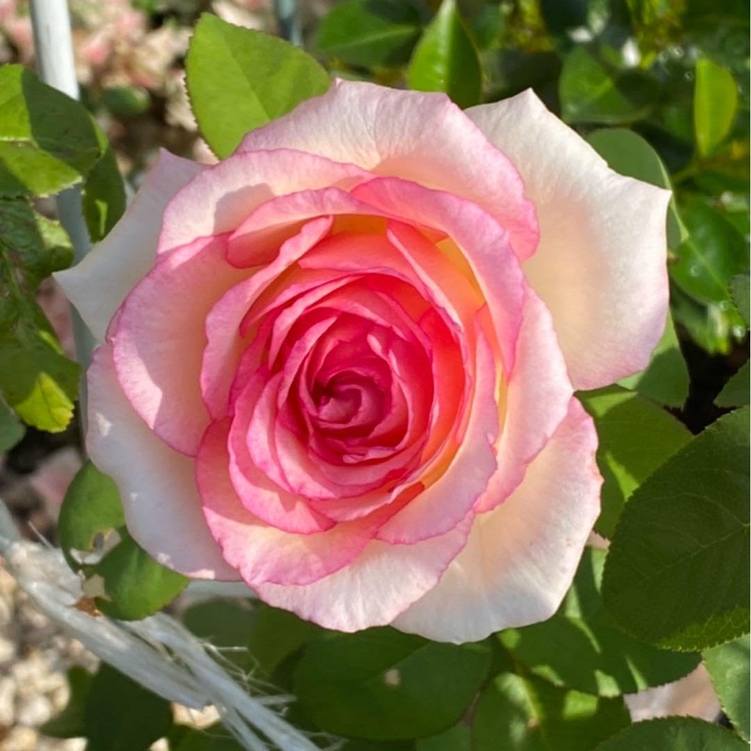Amazon.co.jp: 初心者向けの薔薇苗 四季咲き : DIY, Tools & Garden