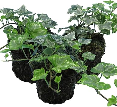3 x Twilight Silver English Ivy Plants   Fast-Growing Evergreen Climbers   Hedera Helix for Indoors & Outdoors   Ideal for Fences, Pots, Shelves & Shady Spots - Supplied with Peat Free Compost