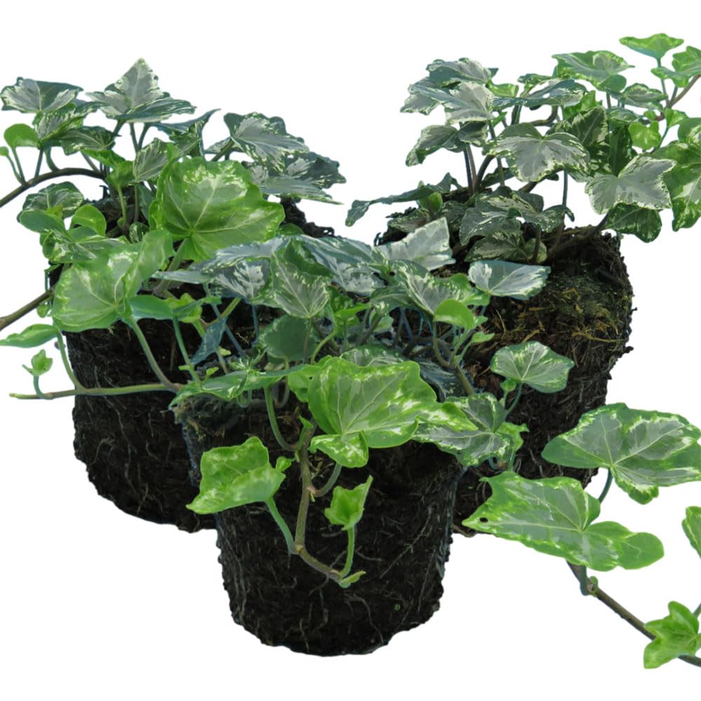 3 x Twilight Silver English Ivy Plants – Fast-Growing Evergreen Climbers – Hedera Helix for Indoors & Outdoors – Ideal for Fences, Pots, Shelves & Shady Spots - Supplied with Peat Free Compost