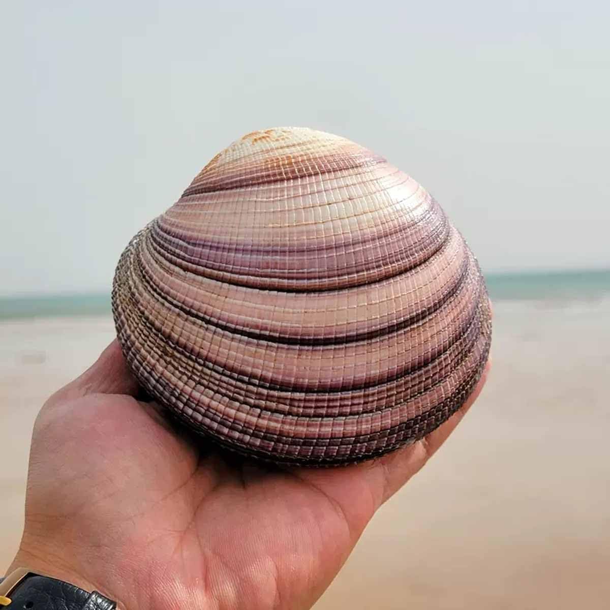Beach Shells,Natural Shell, Natural Conch Sea, Shells, Large Natural Sea Shells 9~11Cm for Wedding Decor Beach Theme Party, Home Decorations,DIY Crafts (The Shell Cannot Be Opened)(9~10cm)