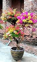 Multi colour Bonsai Bougainvillea Live Plant 4-5 Colour For Home Gardaing plant Pack Of 1 (Without Pot) Zp_13