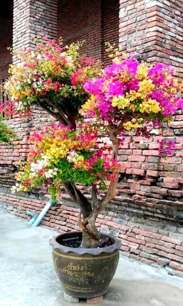 Multi colour Bonsai Bougainvillea Live Plant 4-5 Colour For Home Gardaing plant Pack Of 1 (Without Pot) Zp_13-image-38
