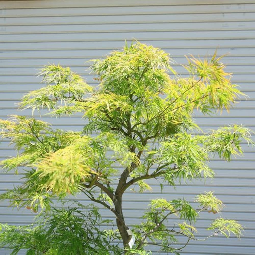 Amazon.co.jp: 特撰庭木・植木:青しだれもみじ(青枝垂れ)* そのまま Amazon.co.jp: 特撰庭木・植木:青しだれもみじ(青枝垂れ)* そのまま