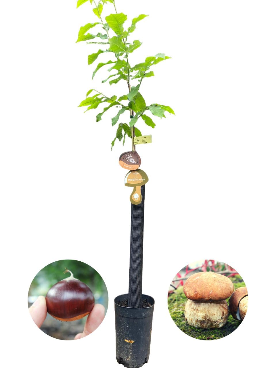 Árbol Frutal castaño. Produce castañas grandes y setas. Altura 1-1,20m. Maceta 3,5 litros. Castaño variedad Soutovello, micorrizado productor de setas (Boletus edulis). Resistencia Tinta y Avispilla