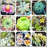 Mixed Colored Succulents Seeds Garden and Home Bonsai Flower Plant 200 Pcs Seeds