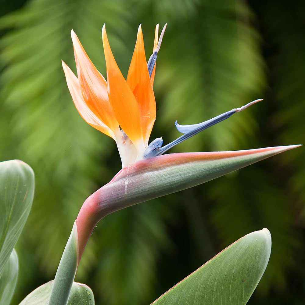 YouGarden Strelitzia regina 'Bird of Paradise' Established Plant in 9cm Pot Ready to Plant