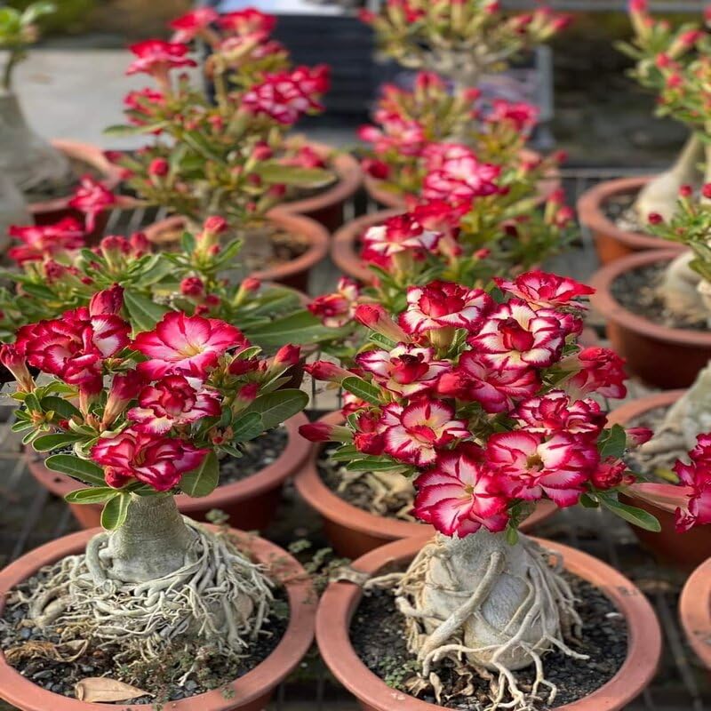 Adenium 02 : Amazon.in: Garden & Outdoors