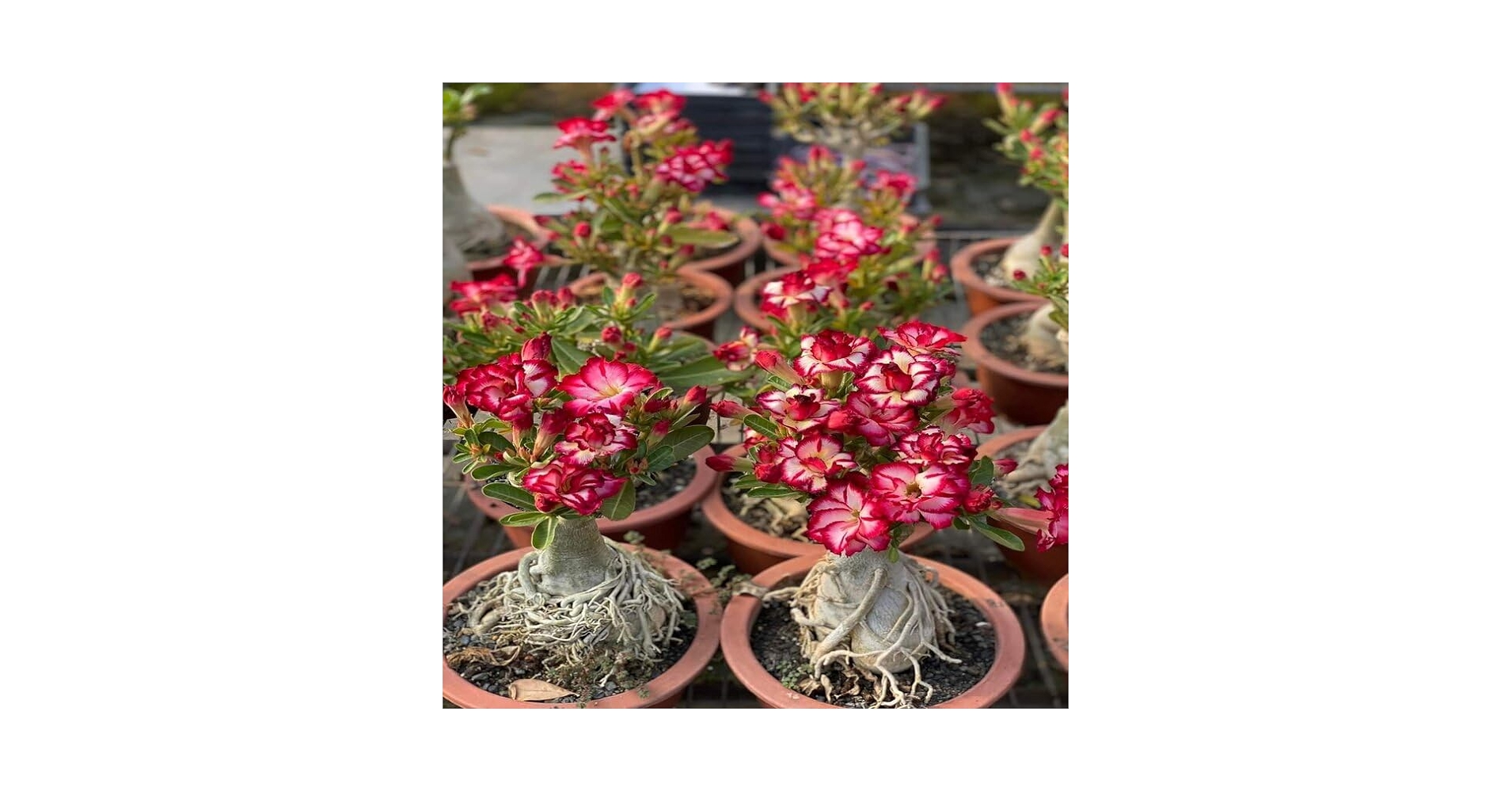 アデニア　ペリエリ Buy adidas Men Synthetic Adizero Ubersonic 4.1 M Tennis Shoe