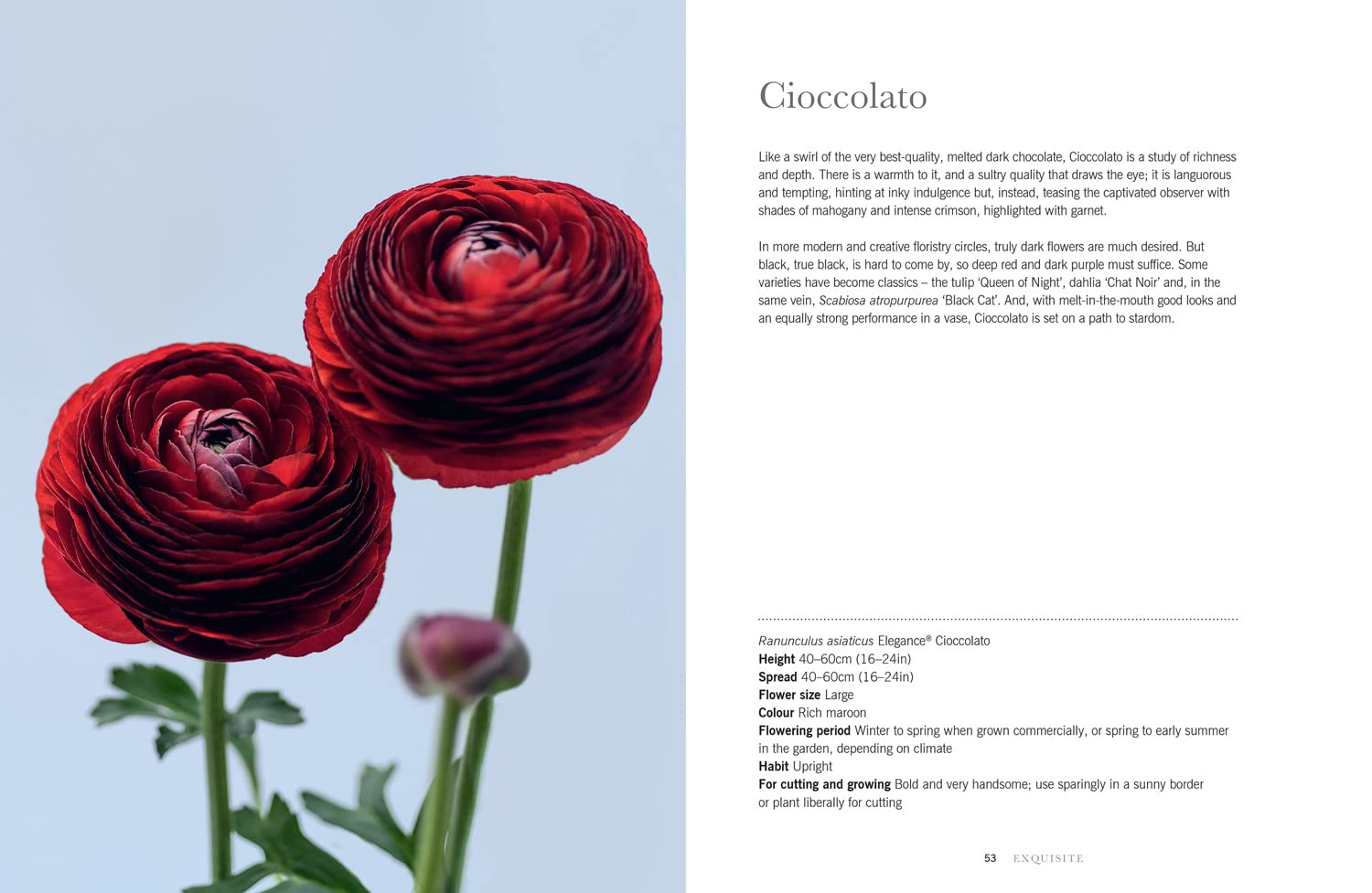 Ranunculus: The ultimate flower guide for growing, flowering and cutting varieties for the home and gardening