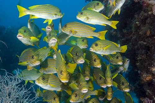 Posterazzi PSTDFL401022U Obra de arte, pequeña, multicolor