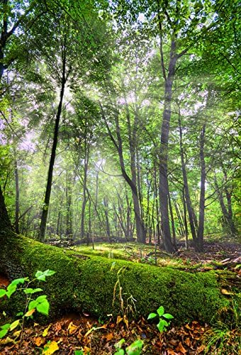 Enchanted Forest Photo Wallpaper Wall Mural 170x250 cm Border Wall Decor Wallpaper Wall Mural