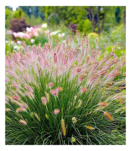 BALDUR-Garten Lampenputzergras Hameln, 3 Pflanzen Pennisetum Federborstengras, Süßgras, winterharte Staude, trockenresistent, mehrjährig, Wasserbedarf gering, blühend, Pennisetum alopecuroides
