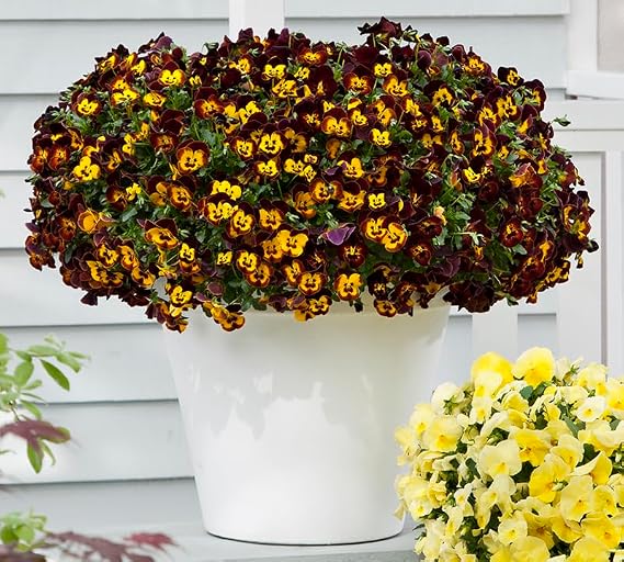 Seeds Cool Wave Fire Pansy Viola Flowers Annual