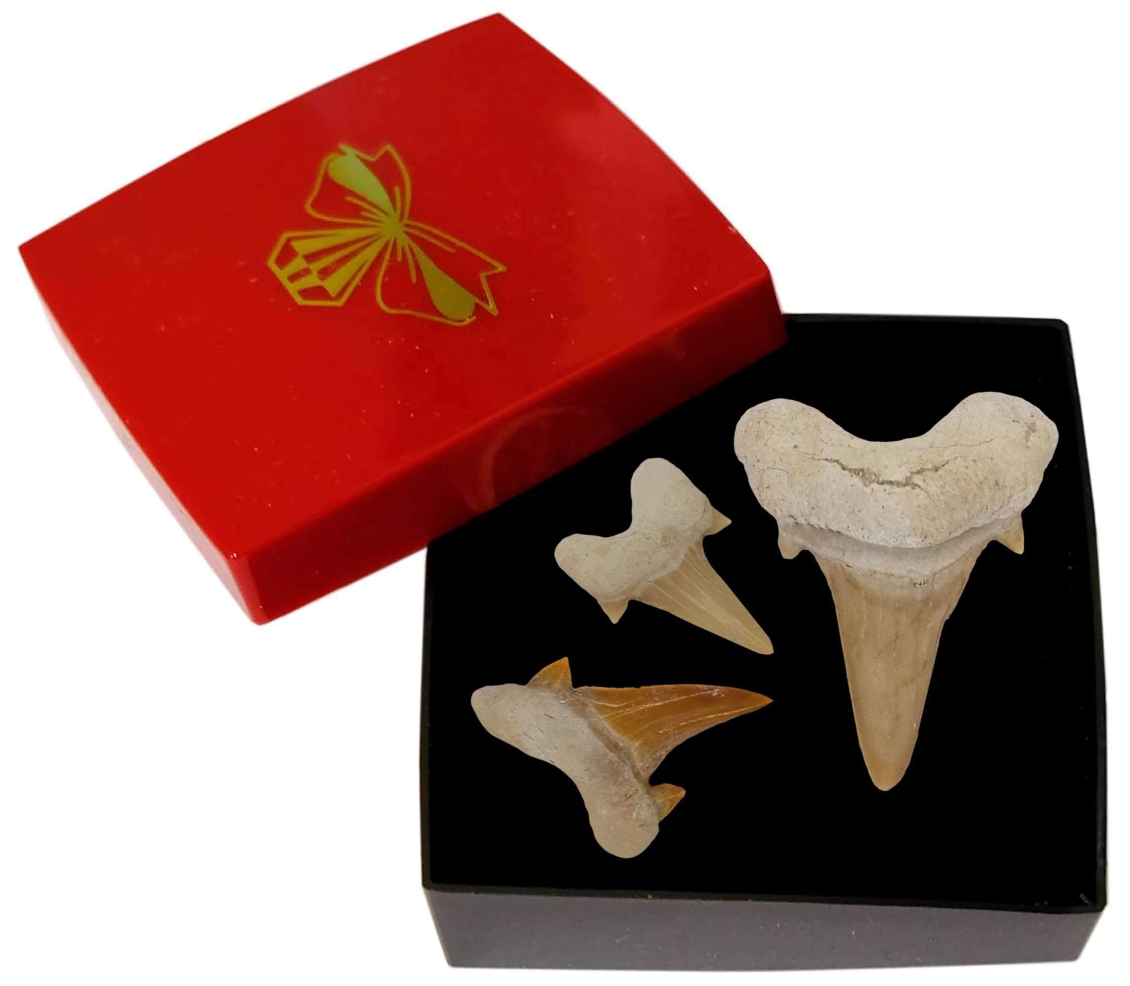 Idée cadeau – Fossiles préhistoriques fossilisés : dents de requin naturelles non traitées XXL (Lot de 3 pièces), 3 Stück, Pierre