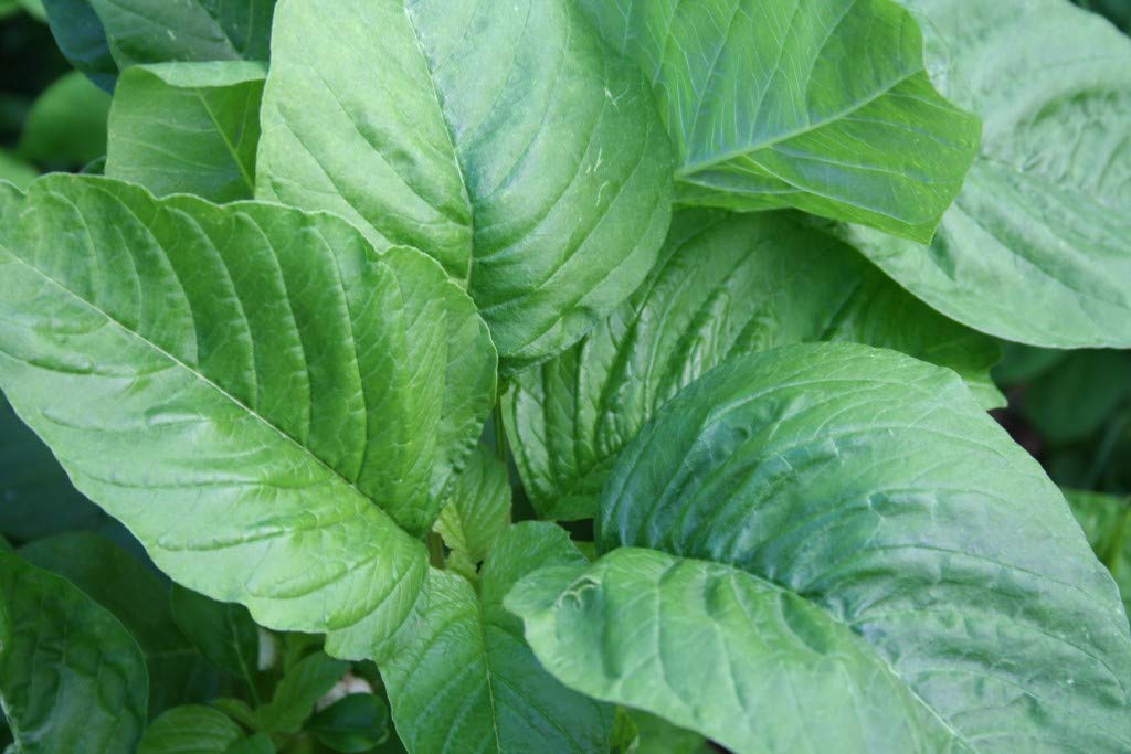 Creative Farmer Vegetable Seeds Kuppai Keerai Seeds - Amaranthus(Green) Seeds Vegetable Greens Gardening Home Garden Seeds (B07N4847QL) Amazon Price History, Amazon Price Tracker