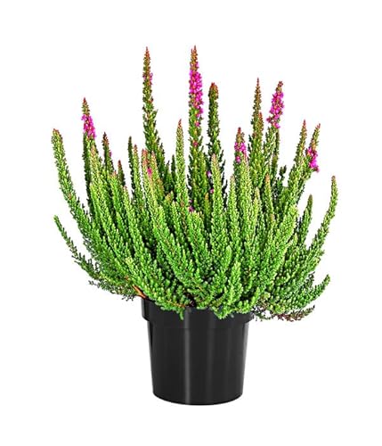 Brezo Mediterráneo Planta Ornamental de Exterior y de Mix de Colores