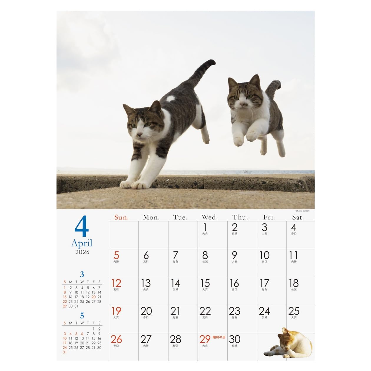 Amazon | 2026年カレンダー 飛び猫 | カレンダー | 文房具・オフィス用品
