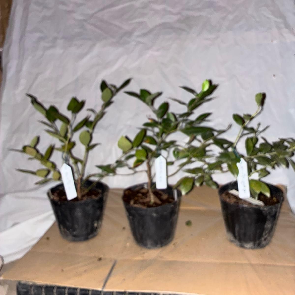 盆栽 真柏 盆栽素材 H60㎝ 真柏荒木（盆栽素材）