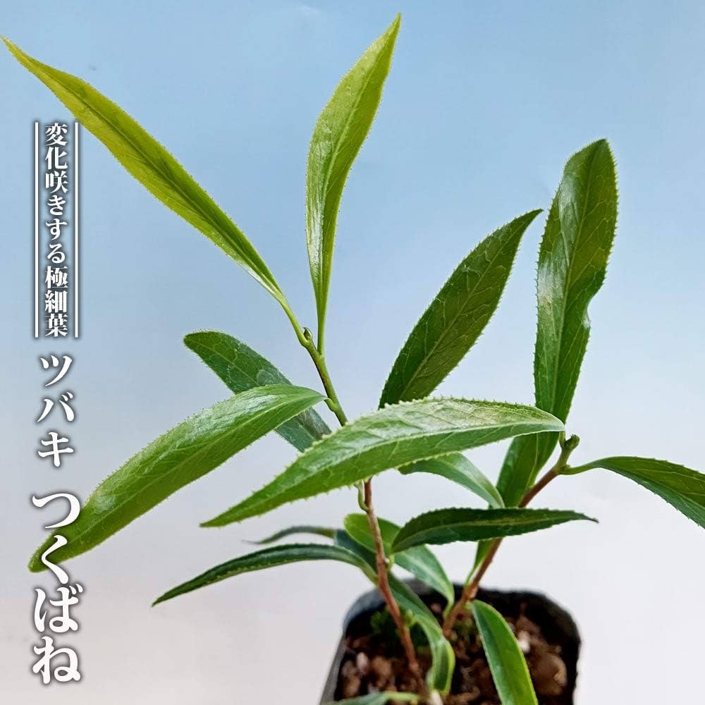 つくばねの実３２０個 Amazon.co.jp: ツバキ つくばね 3.5号ポット苗 挿し木 【ハナヒロ