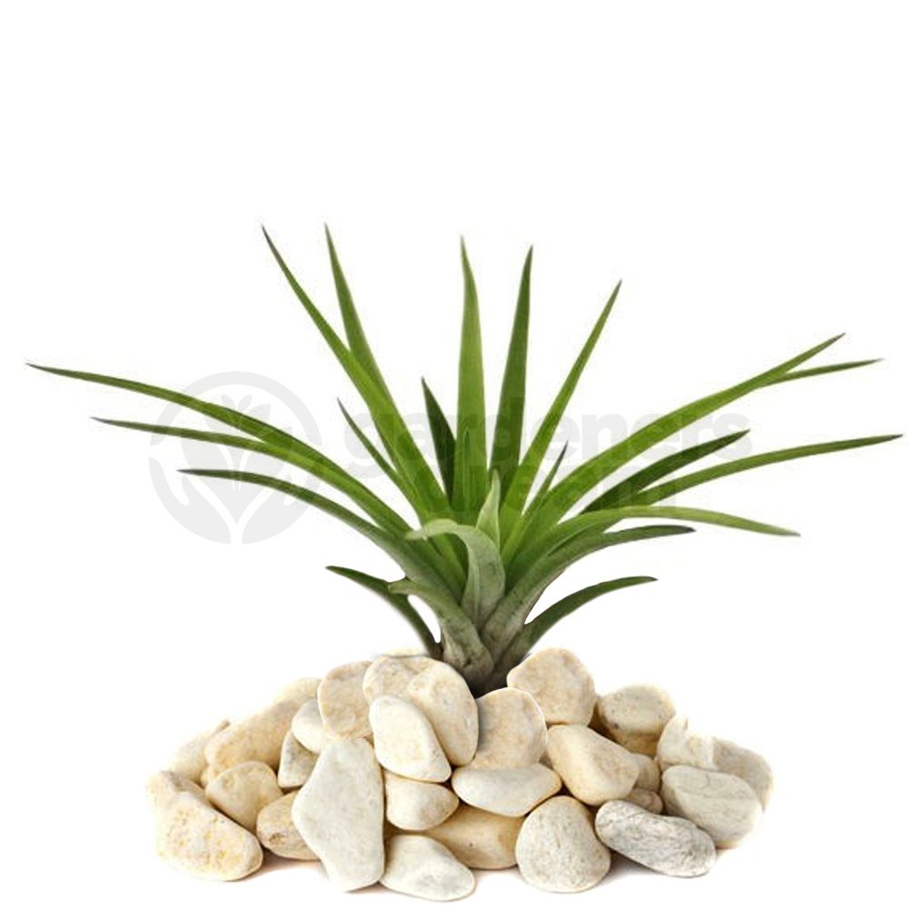 Gardenersdream Tillandsia Abdita - 1 Plant - Indoor Air Plant For House Vivarium Terrarium