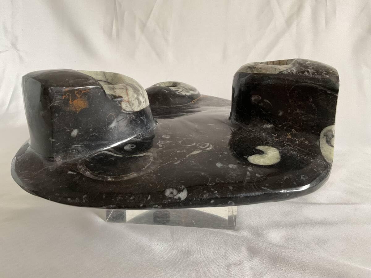 Amazon | 大理石アンモナイト化石の装飾手彫り 303 | 化石・発掘