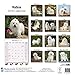 Maltese Calendar - Only Dog Breed Maltese Calendar - 2016 Wall calendars - Dog Calendars - Monthly Wall Calendar by Avonside