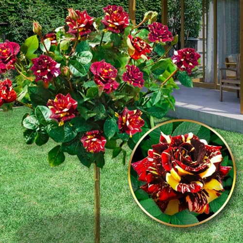 🌹 Rosa a stelo - Grazie alla sua eccezionale eleganza, la rosa a stelo detta colonnare è il fiore ideale per esaltare la bellezza del vostro giardino. Il suo aspetto di grande mazzo di rose la rende altamente decorativa. La rosa a stelo in vaso è perfetta come decorazione originale per il vostro terrazzo, balcone o giardino. La nostra rosa porterà un tocco di esotismo e nobiltà ai vostri spazi esterni.