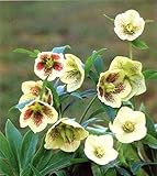 Helleborus Yellow Lady 8 Seeds - Shade Perennial