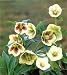 Helleborus Yellow Lady 8 Seeds - Shade Perennial
