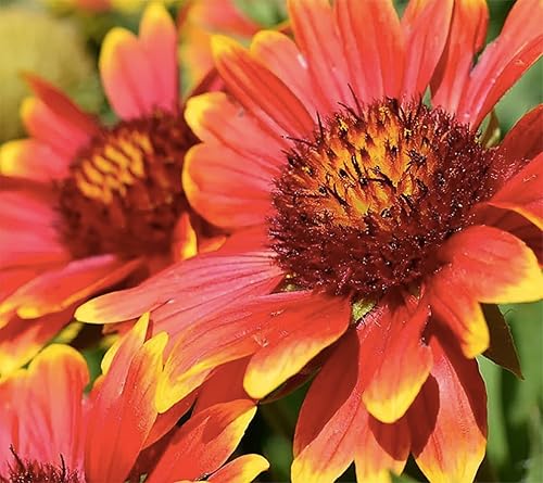 Manta india florgaillardiaFuente de néctar para Monarch mariposasaproximadamente 1400semillas